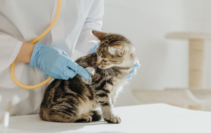 Goodwill dierenartsenpraktijk vier miljoen